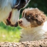 puppy and mammy