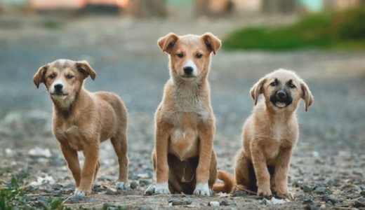 犬税の登録手続 in ベルリン！ドイツで犬を飼うときの手続き