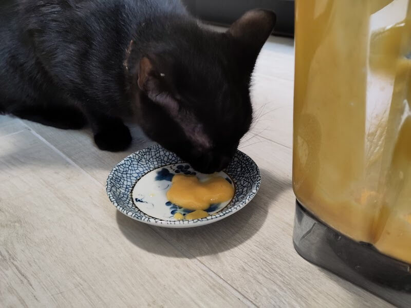 柿と豆乳のスムージーをペロペロする猫